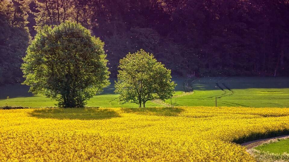 landscape-3427990_960_720|ascenza